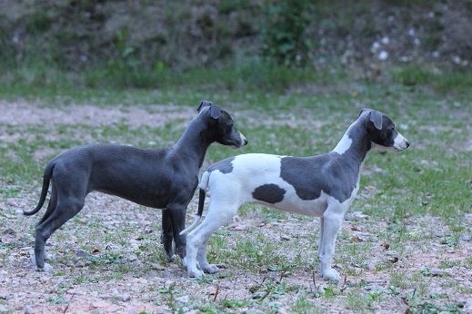 des Gardiens d'Hadès - Whippet - Portée née le 02/06/2016