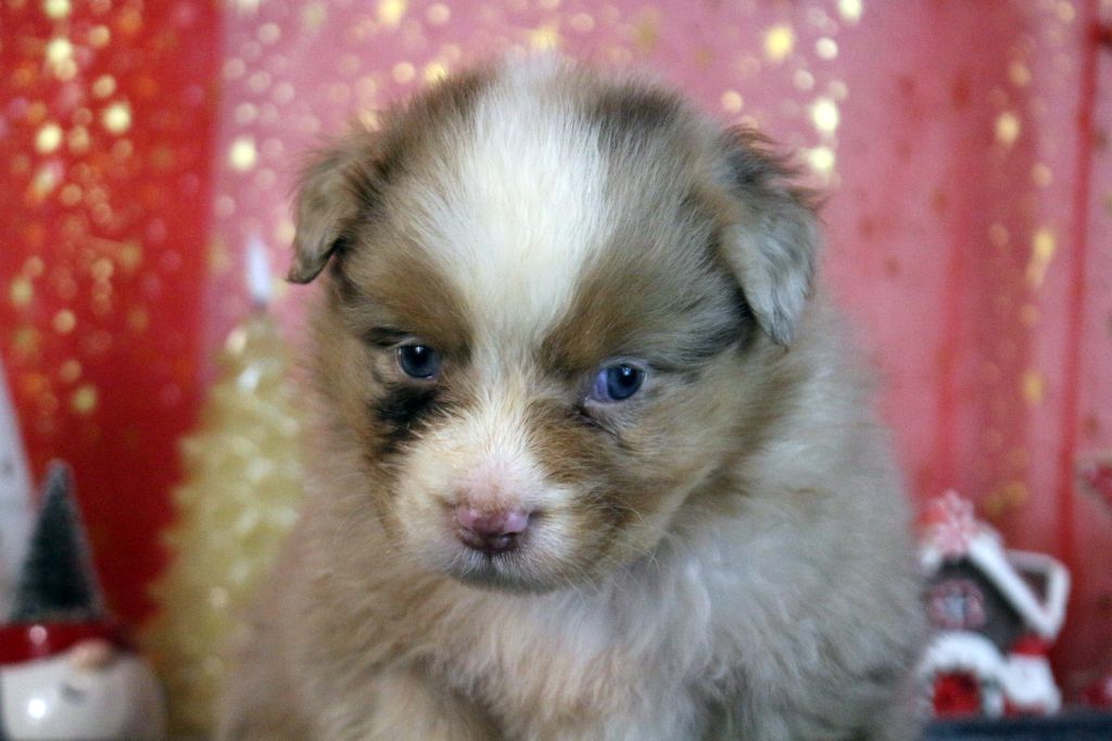 des Gardiens d'Hadès - Chiot disponible  - Berger Australien