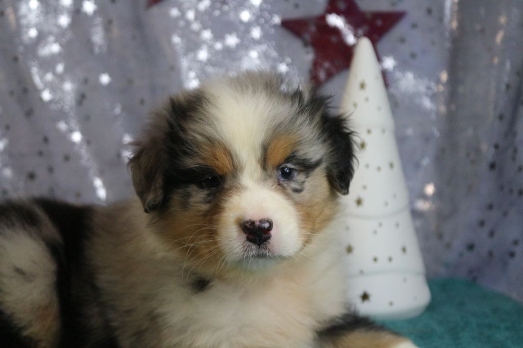 des Gardiens d'Hadès - Chiot disponible  - Berger Australien