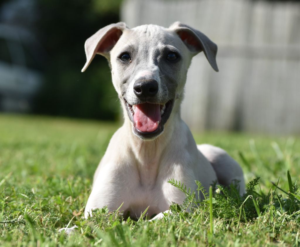 des Gardiens d'Hadès - Chiot disponible  - Whippet