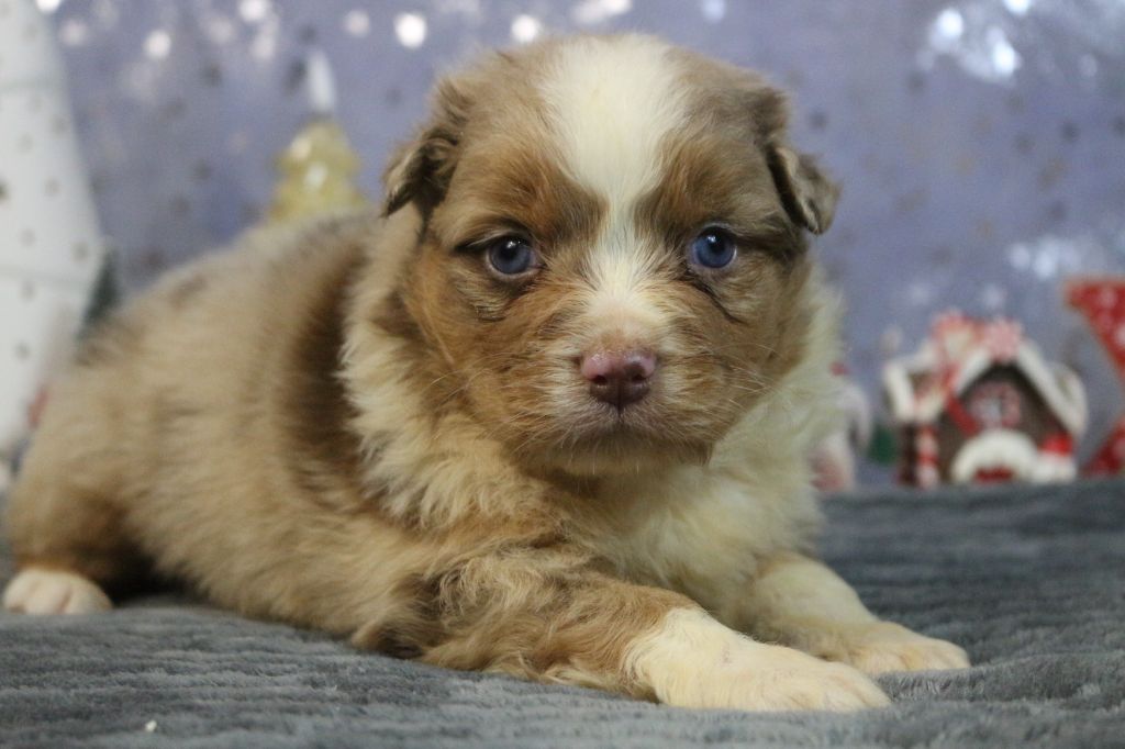 des Gardiens d'Hadès - Chiot disponible  - Berger Australien