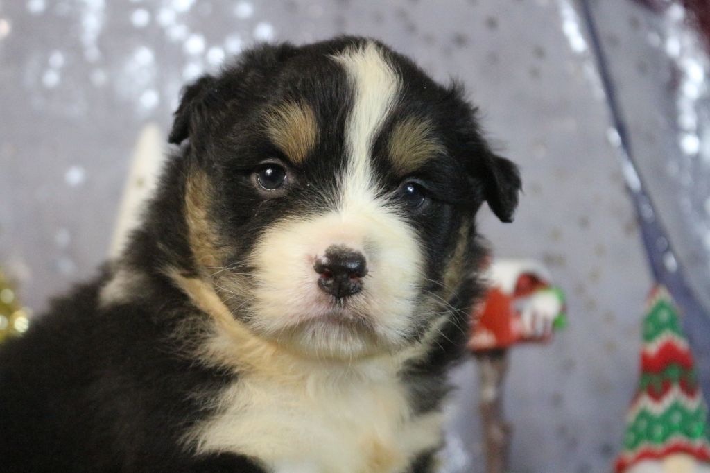 des Gardiens d'Hadès - Chiot disponible  - Berger Australien