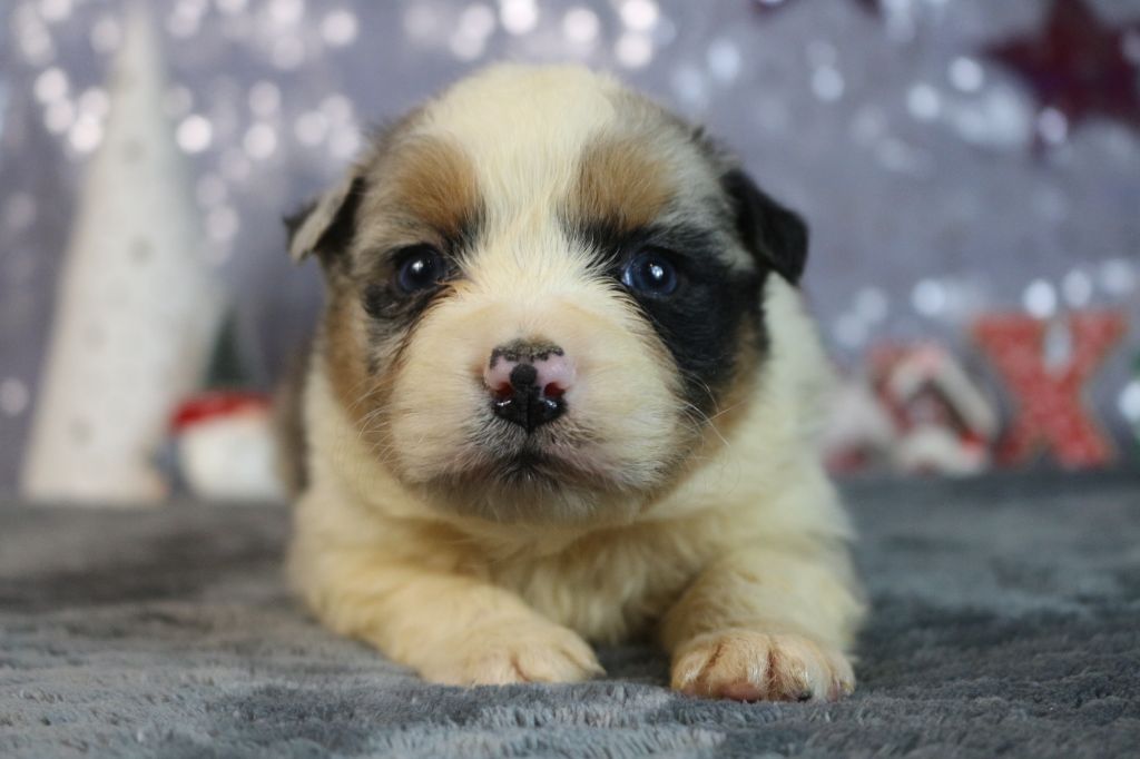 des Gardiens d'Hadès - Chiot disponible  - Berger Australien