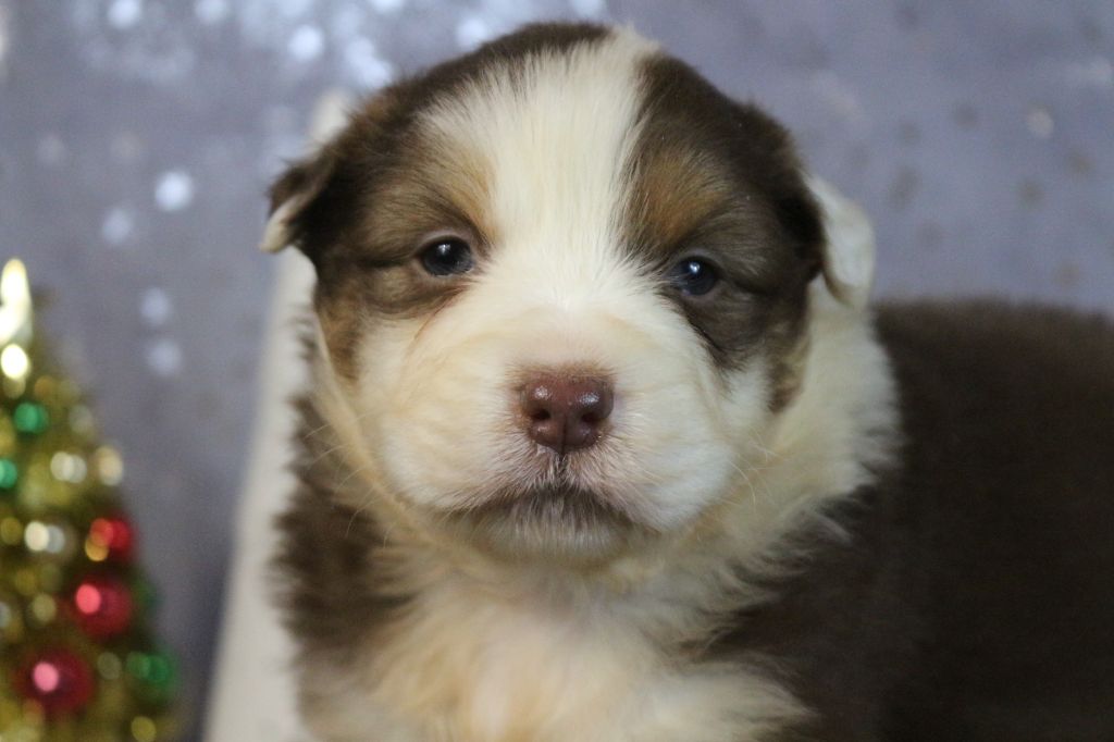 des Gardiens d'Hadès - Chiot disponible  - Berger Australien