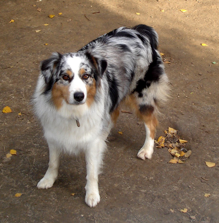 V'aquéné vahine blue des Gardiens d'Hadès
