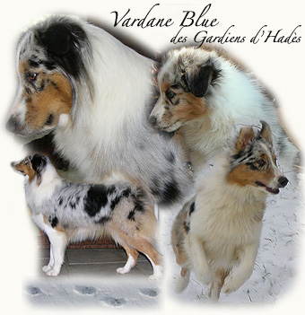 Vardane blue des Gardiens d'Hadès