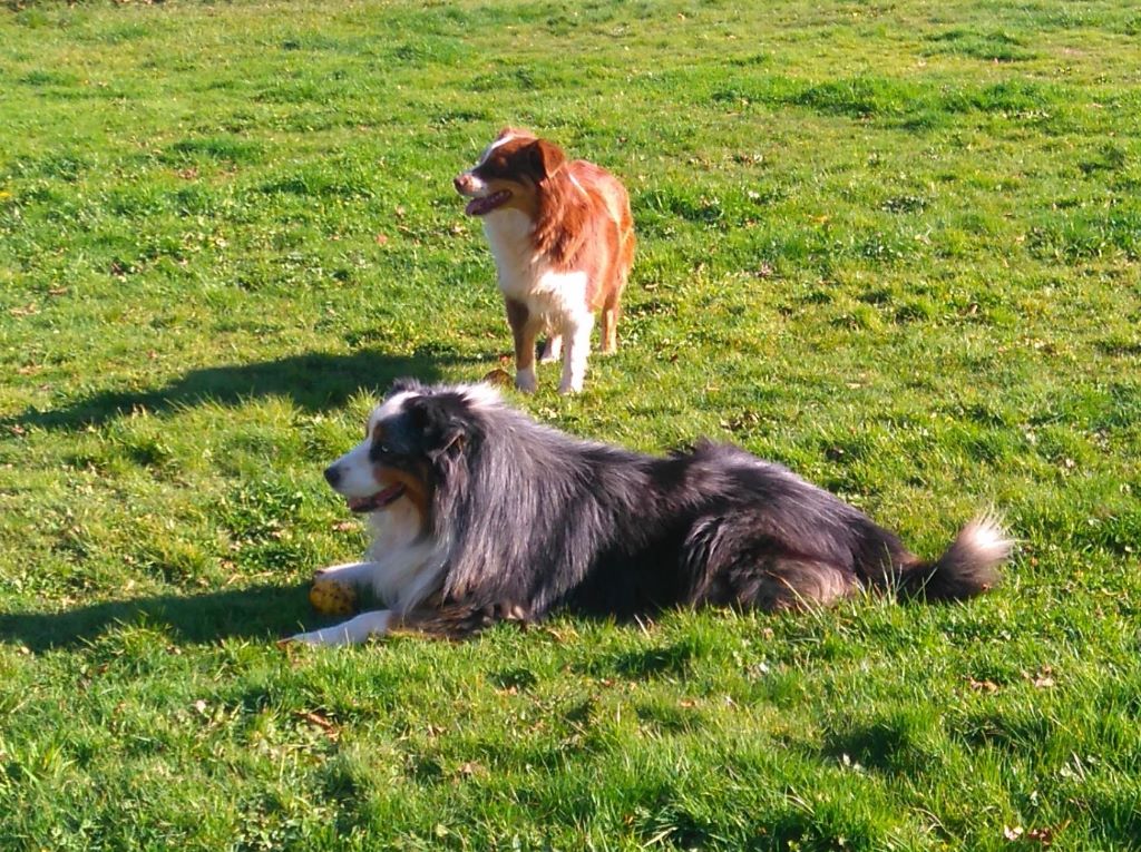 Artic blue bear des Gardiens d'Hadès