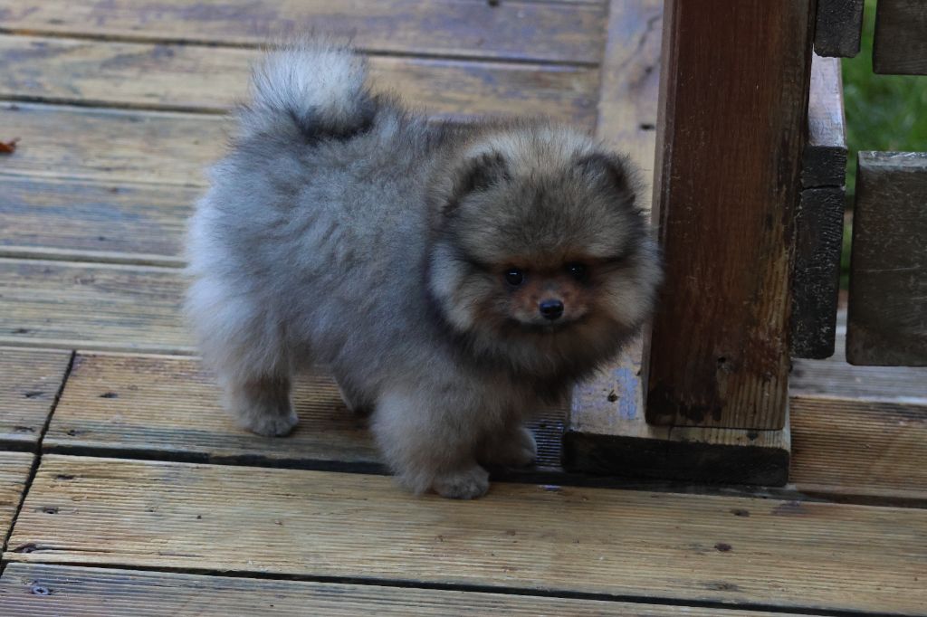 des Gardiens d'Hadès - Chiots disponibles - Spitz allemand