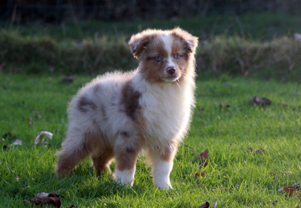 Chiot Berger Australien des Gardiens d'Hadès