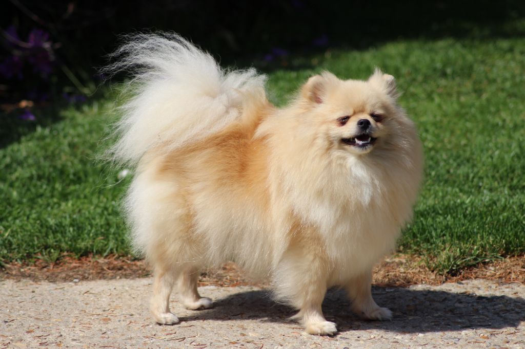 Chiot Spitz allemand des Gardiens d'Hadès