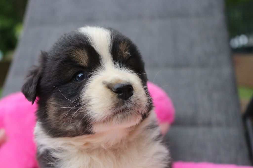 des Gardiens d'Hadès - Chiots disponibles - Berger Australien