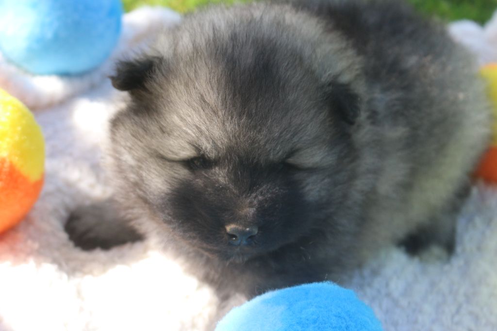 des Gardiens d'Hadès - Chiots disponibles - Spitz allemand