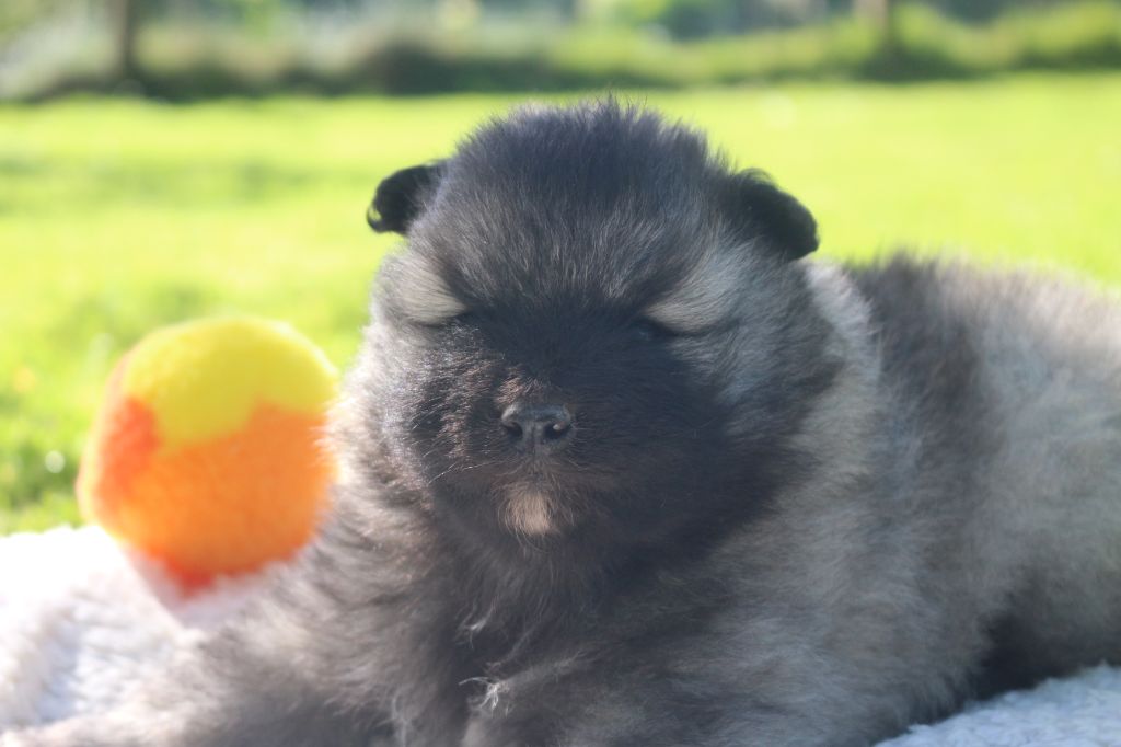 des Gardiens d'Hadès - Chiots disponibles - Spitz allemand