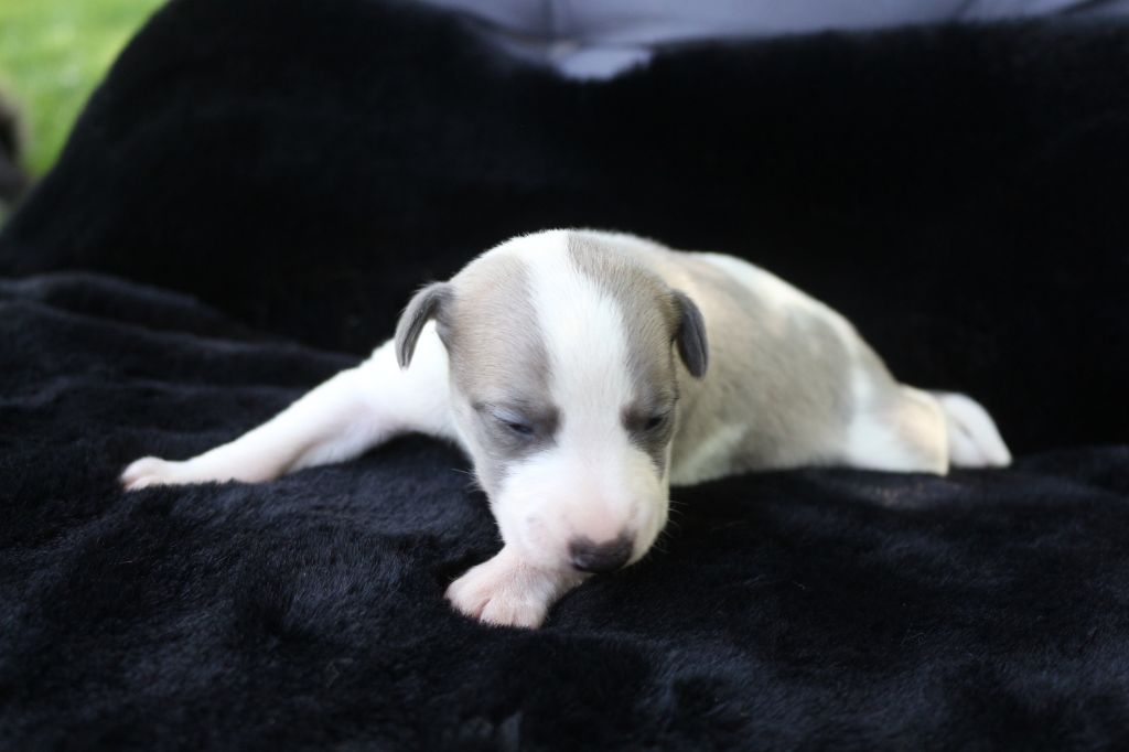des Gardiens d'Hadès - Chiots disponibles - Whippet