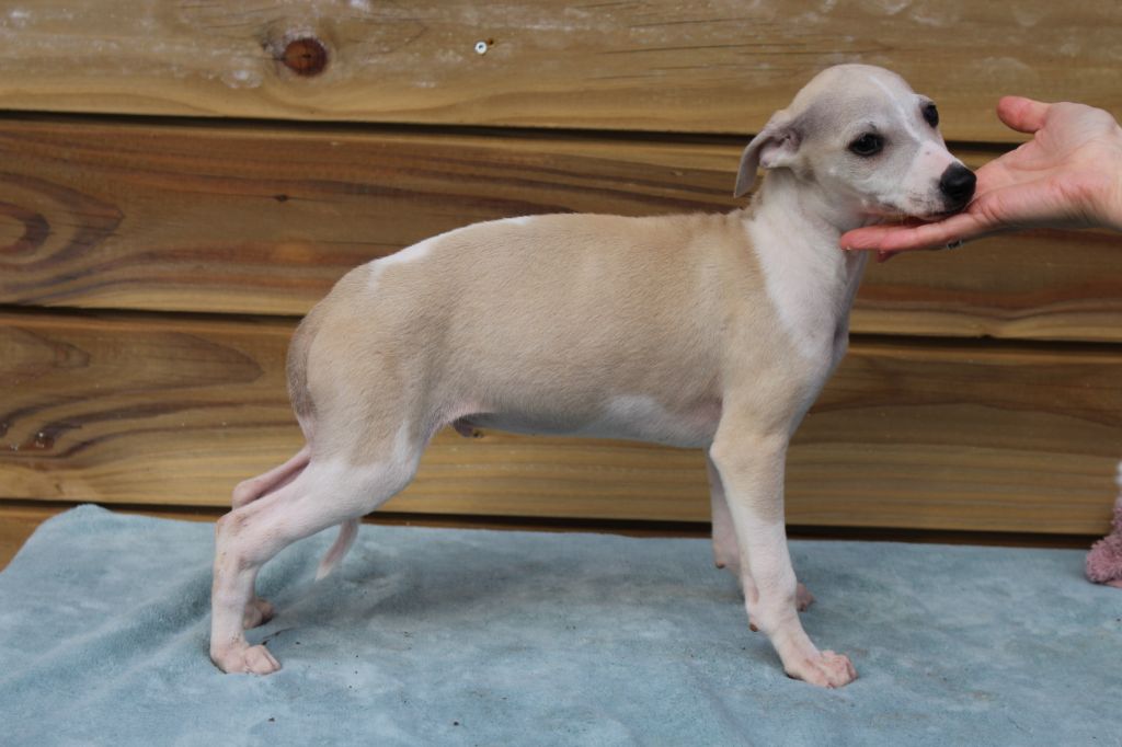 Chiot Whippet des Gardiens d'Hadès