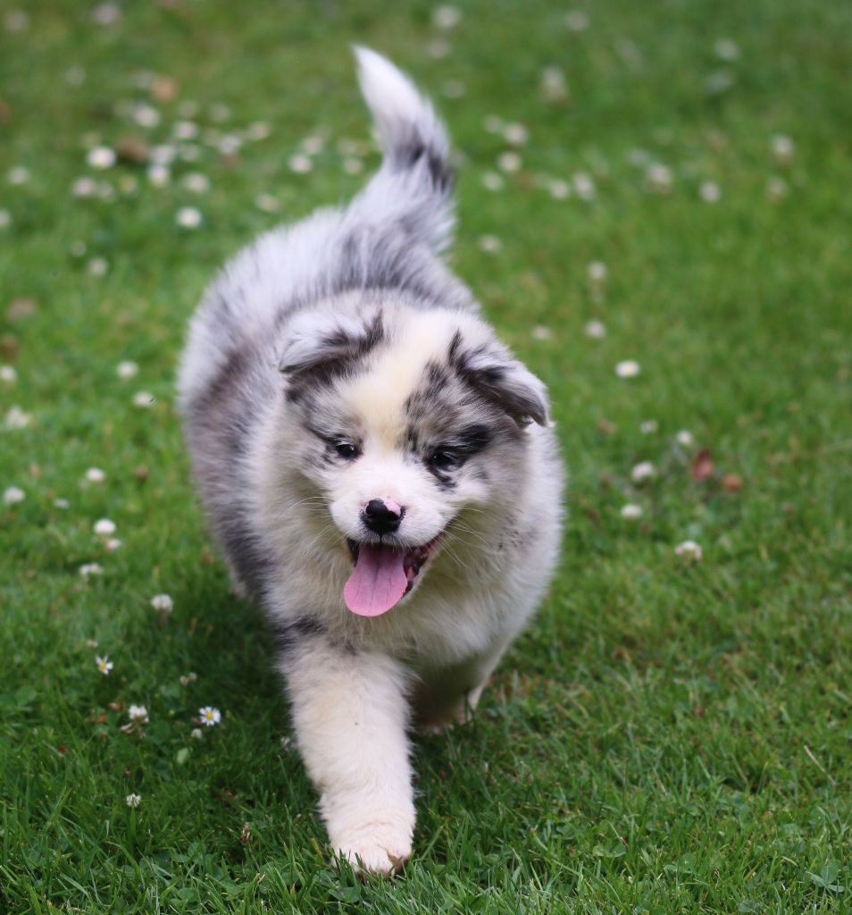 des Gardiens d'Hadès - Chiots disponibles - Berger Australien