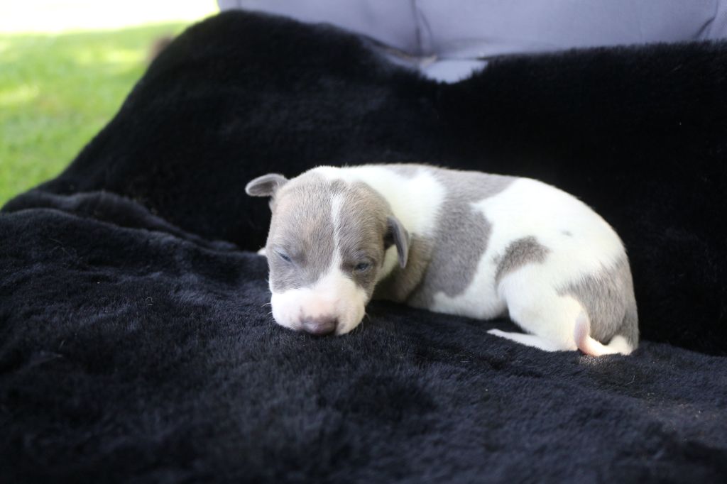 des Gardiens d'Hadès - Chiots disponibles - Whippet