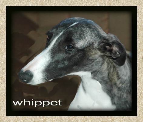Chiot Whippet des Gardiens d'Hadès
