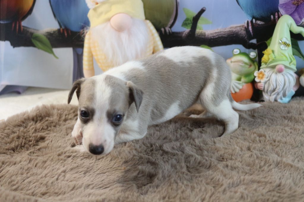 des Gardiens d'Hadès - Chiots disponibles - Whippet