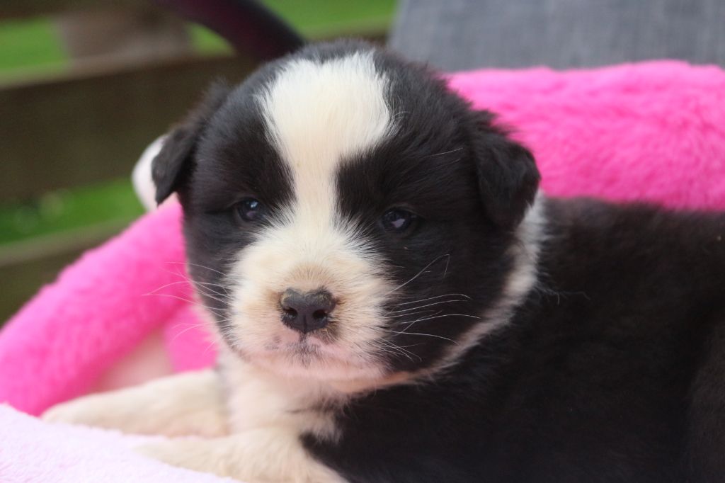 des Gardiens d'Hadès - Chiots disponibles - Berger Australien