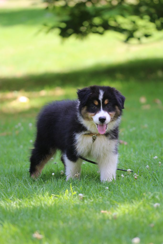 des Gardiens d'Hadès - Chiots disponibles - Berger Australien