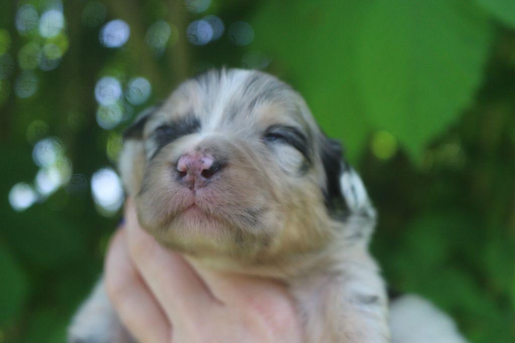 des Gardiens d'Hadès - Chiots disponibles - Berger Australien