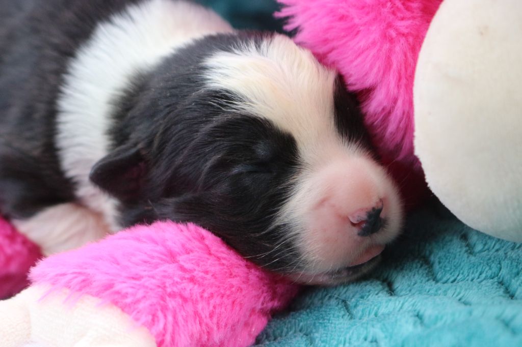 des Gardiens d'Hadès - Chiots disponibles - Berger Australien
