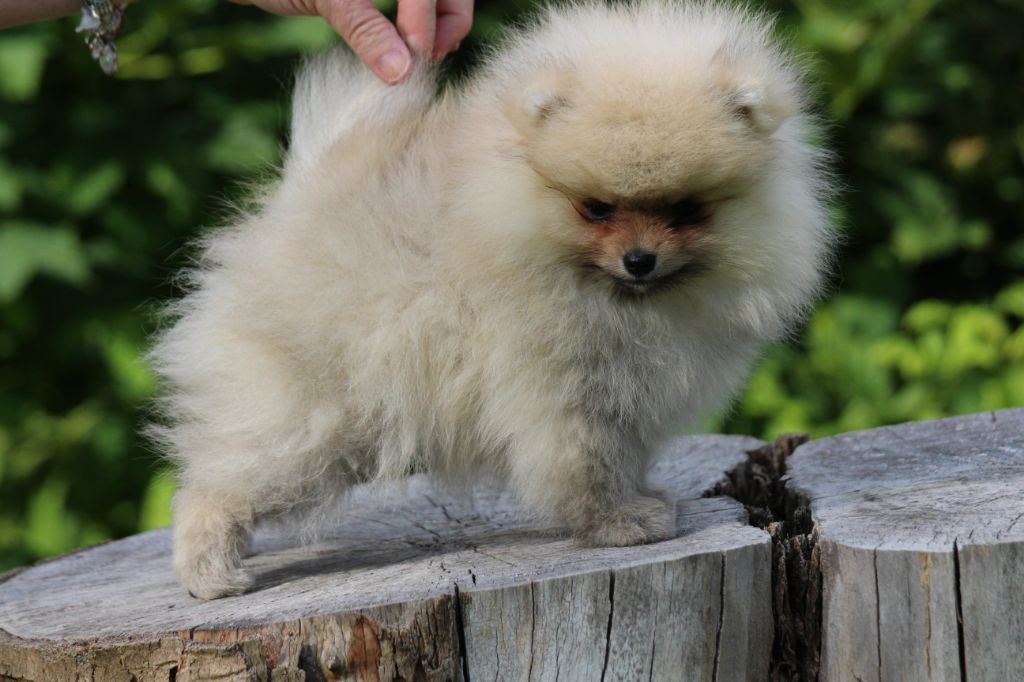 Chiot Spitz allemand des Gardiens d'Hadès