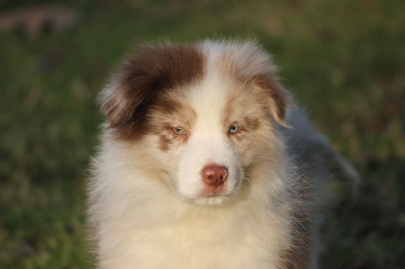 Chiot Berger Australien des Gardiens d'Hadès