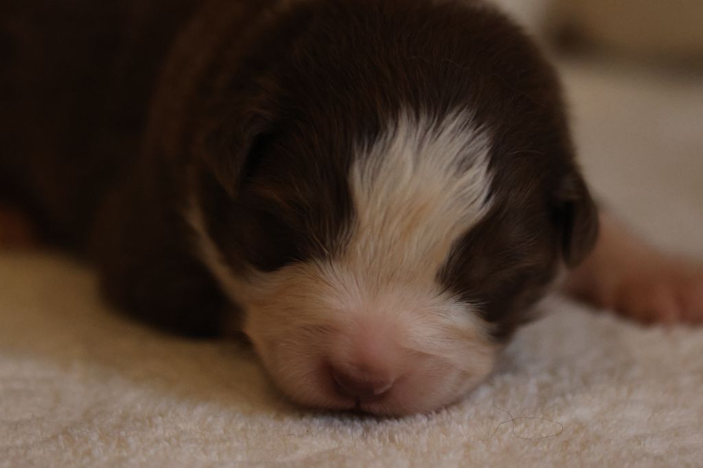 des Gardiens d'Hadès - Chiots disponibles - Berger Australien