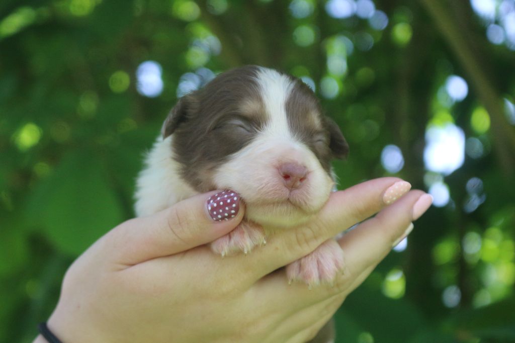 des Gardiens d'Hadès - Chiots disponibles - Berger Australien