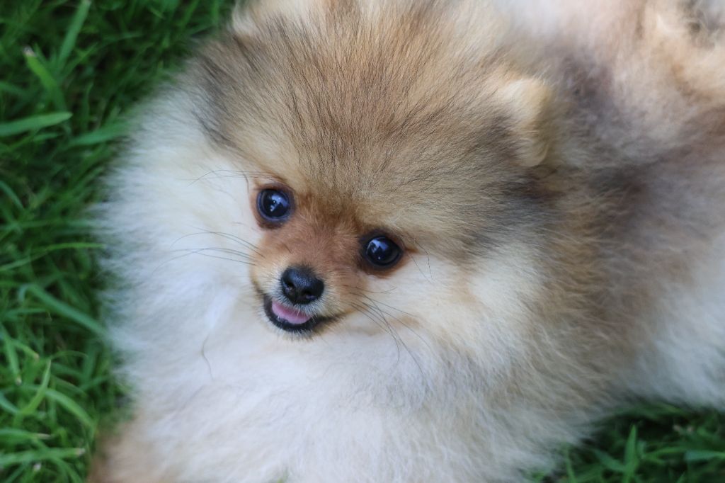 des Gardiens d'Hadès - Chiots disponibles - Spitz allemand