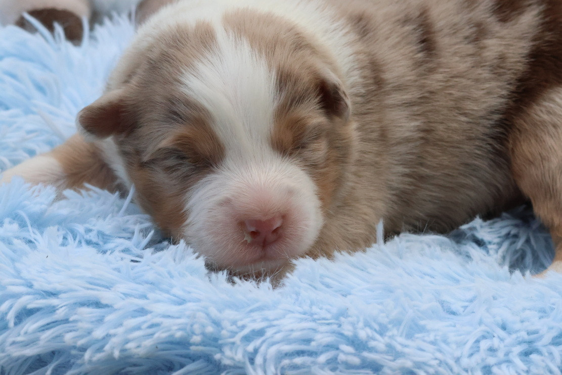 des Gardiens d'Hadès - Chiots disponibles - Berger Australien