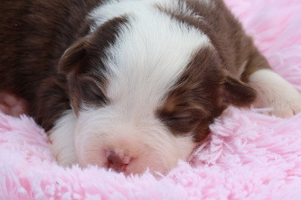 des Gardiens d'Hadès - Chiots disponibles - Berger Australien