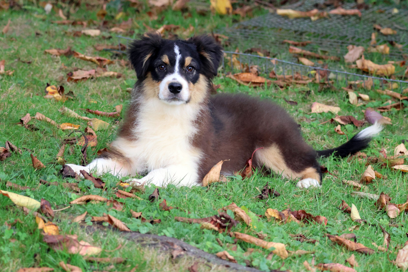 des Gardiens d'Hadès - Chiots disponibles - Berger Australien
