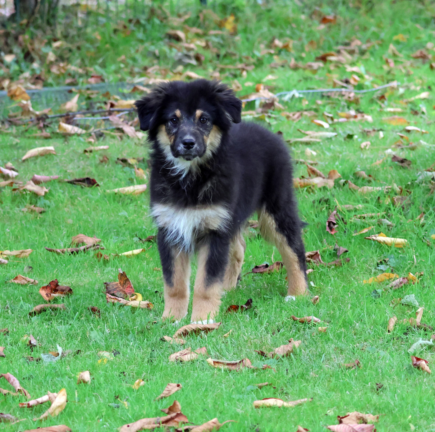 des Gardiens d'Hadès - Chiots disponibles - Berger Australien