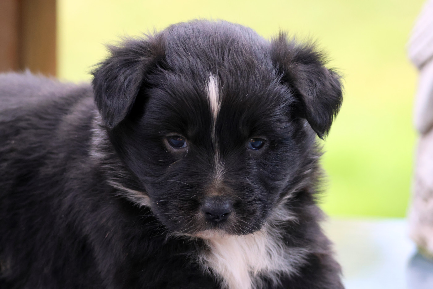 des Gardiens d'Hadès - Chiots disponibles - Berger Australien