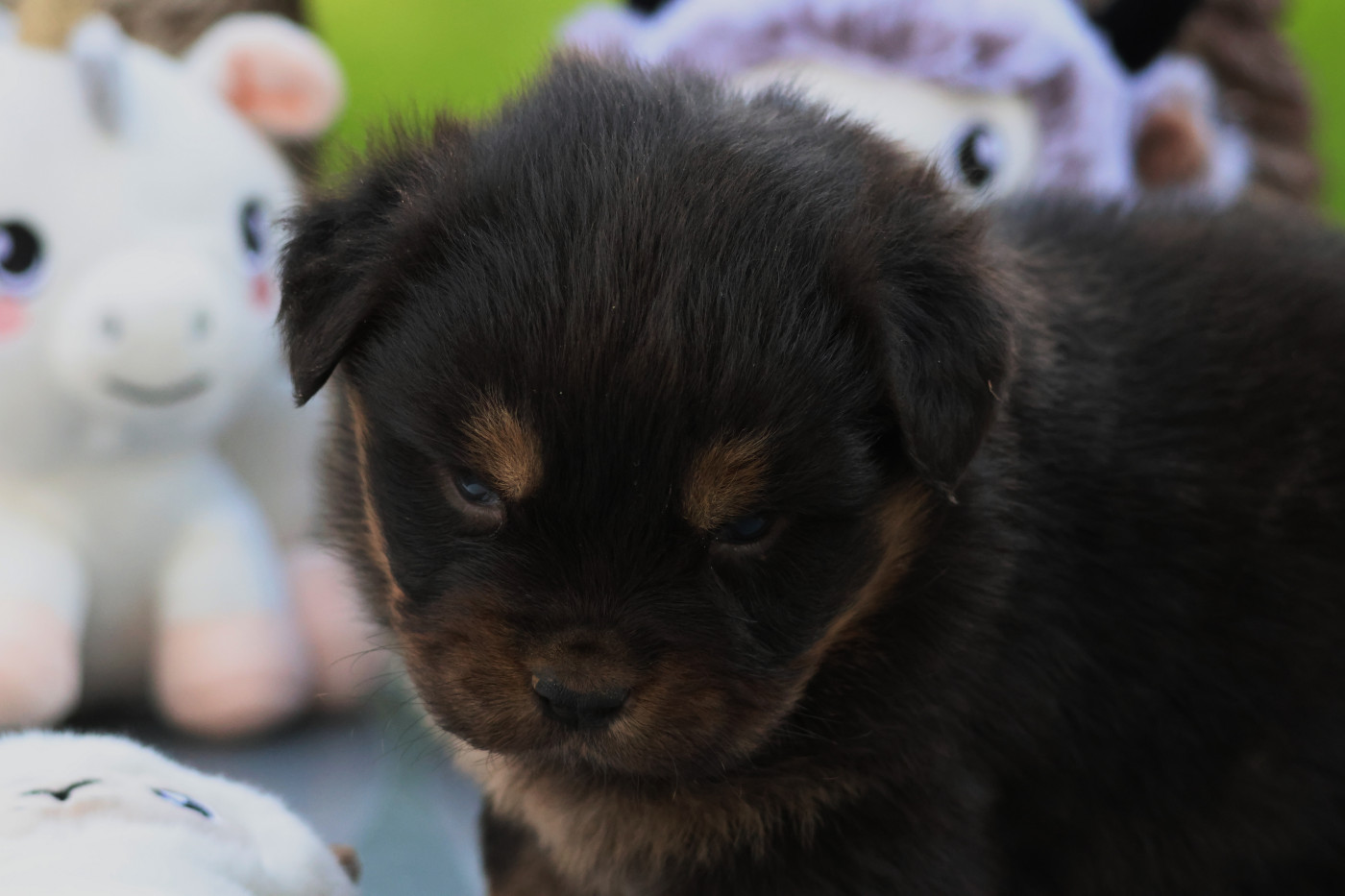 des Gardiens d'Hadès - Chiots disponibles - Berger Australien