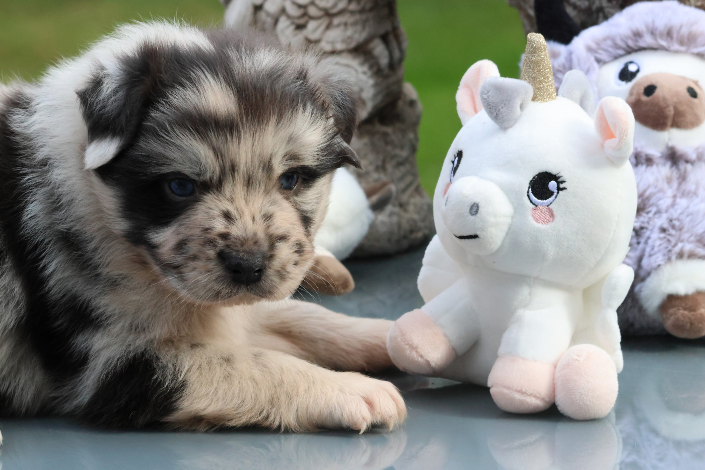 des Gardiens d'Hadès - Chiots disponibles - Berger Australien