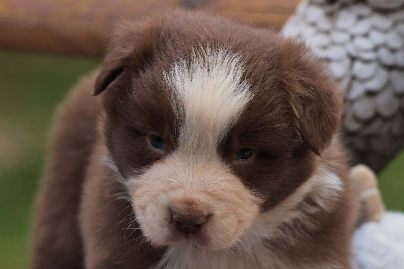 des Gardiens d'Hadès - Chiots disponibles - Berger Australien