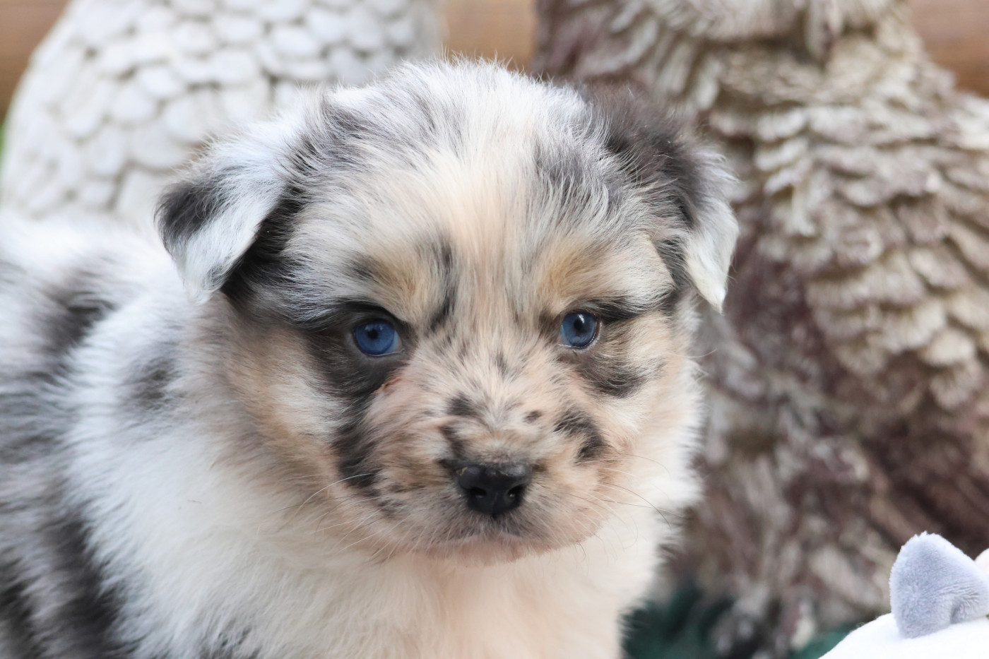Chiot Berger Australien des Gardiens d'Hadès