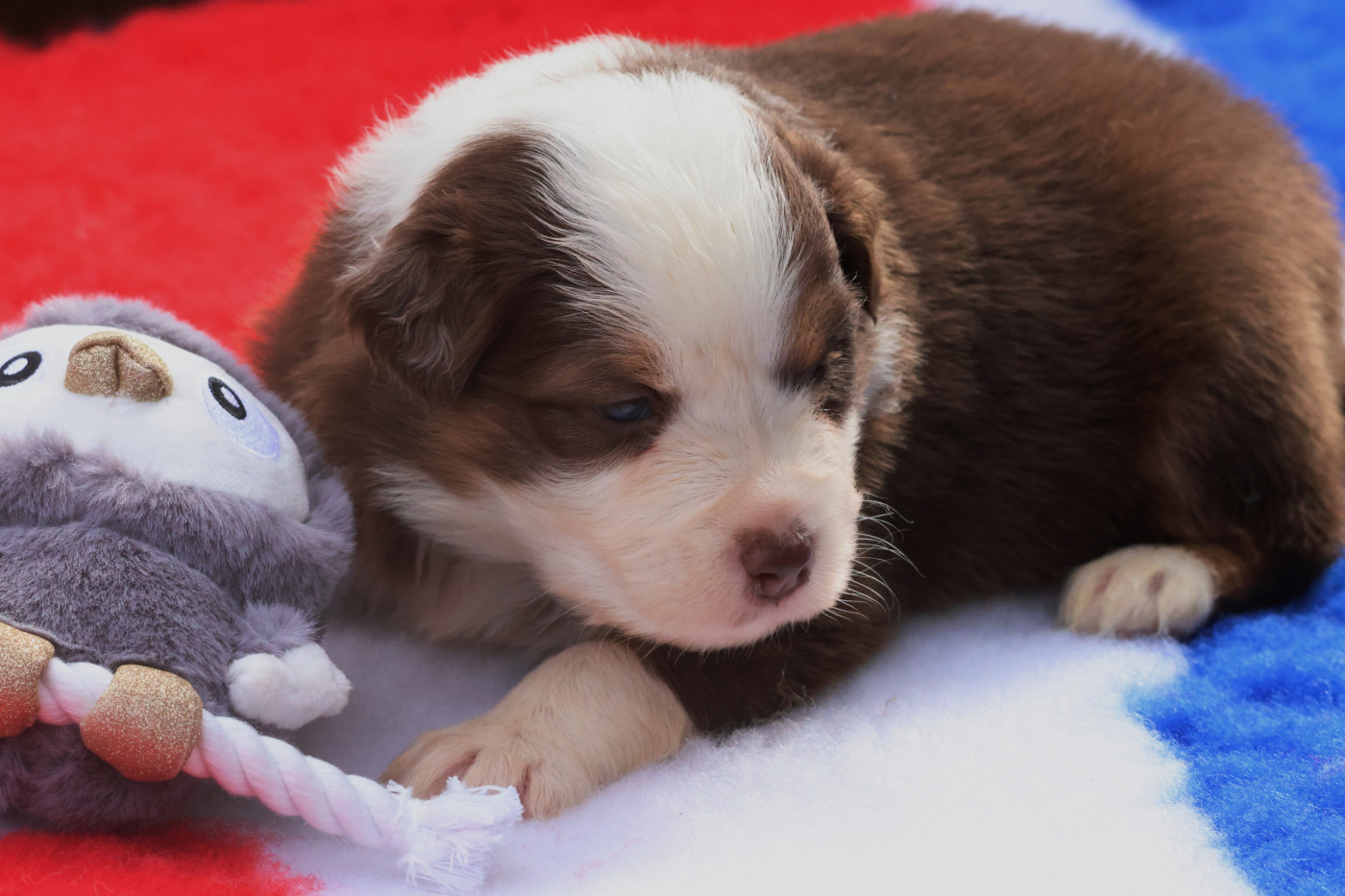 des Gardiens d'Hadès - Chiots disponibles - Berger Australien