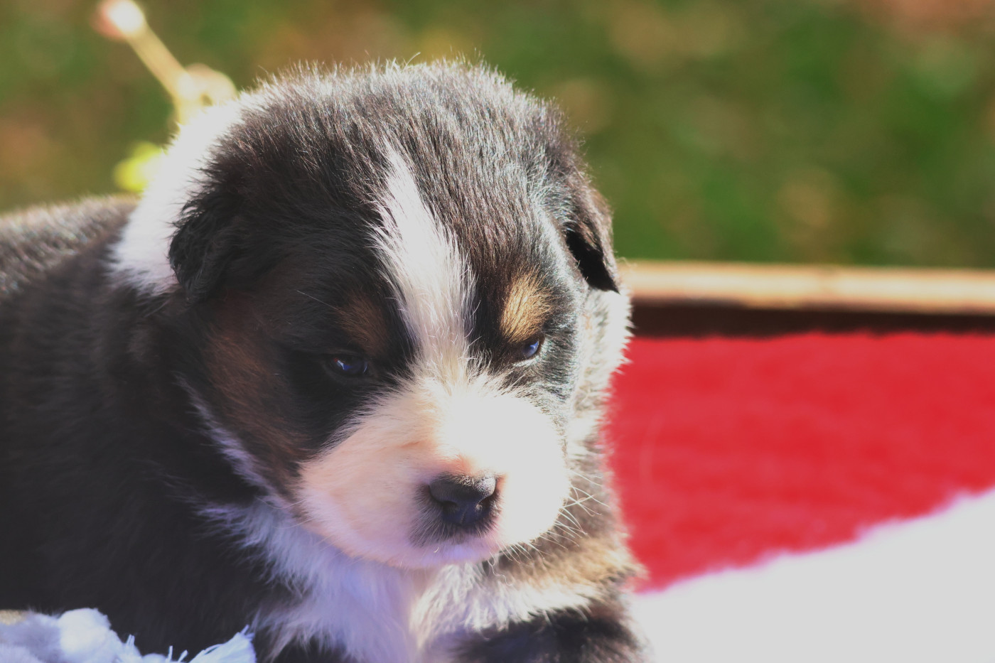 des Gardiens d'Hadès - Chiots disponibles - Berger Australien
