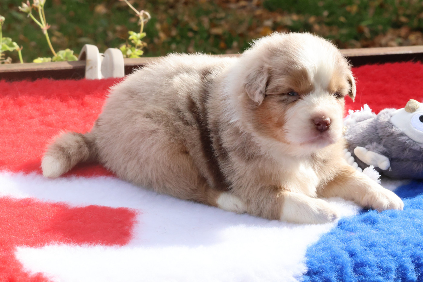 des Gardiens d'Hadès - Chiots disponibles - Berger Australien