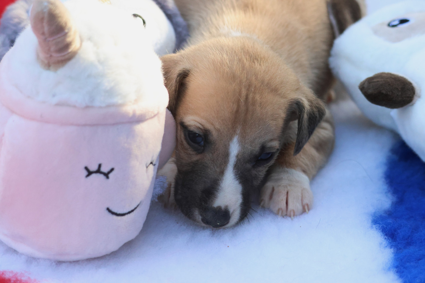des Gardiens d'Hadès - Chiots disponibles - Whippet