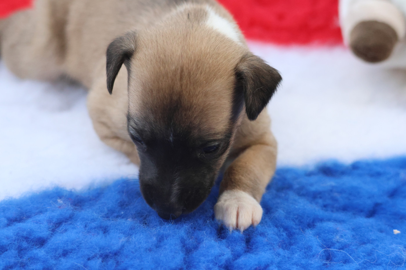 des Gardiens d'Hadès - Chiots disponibles - Whippet