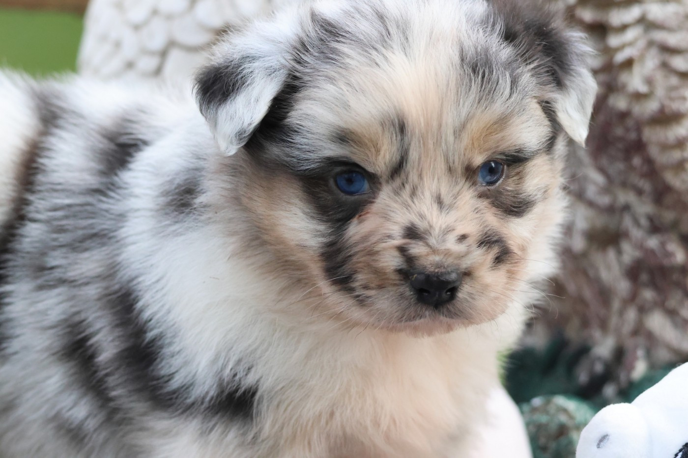 des Gardiens d'Hadès - Chiots disponibles - Berger Australien