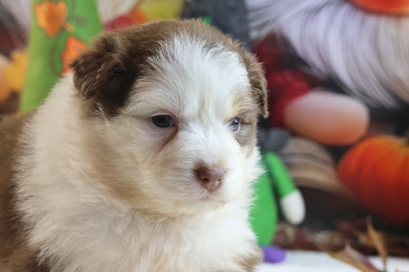 des Gardiens d'Hadès - Chiots disponibles - Berger Australien