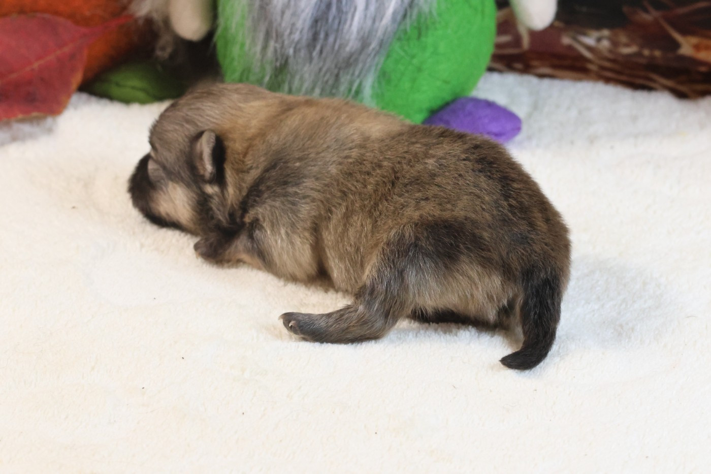 Chiot Spitz allemand des Gardiens d'Hadès