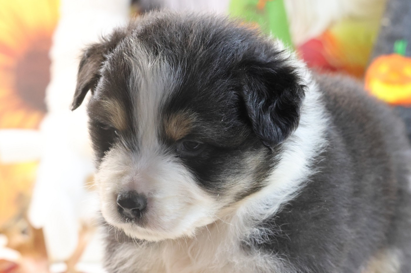 des Gardiens d'Hadès - Chiots disponibles - Berger Australien